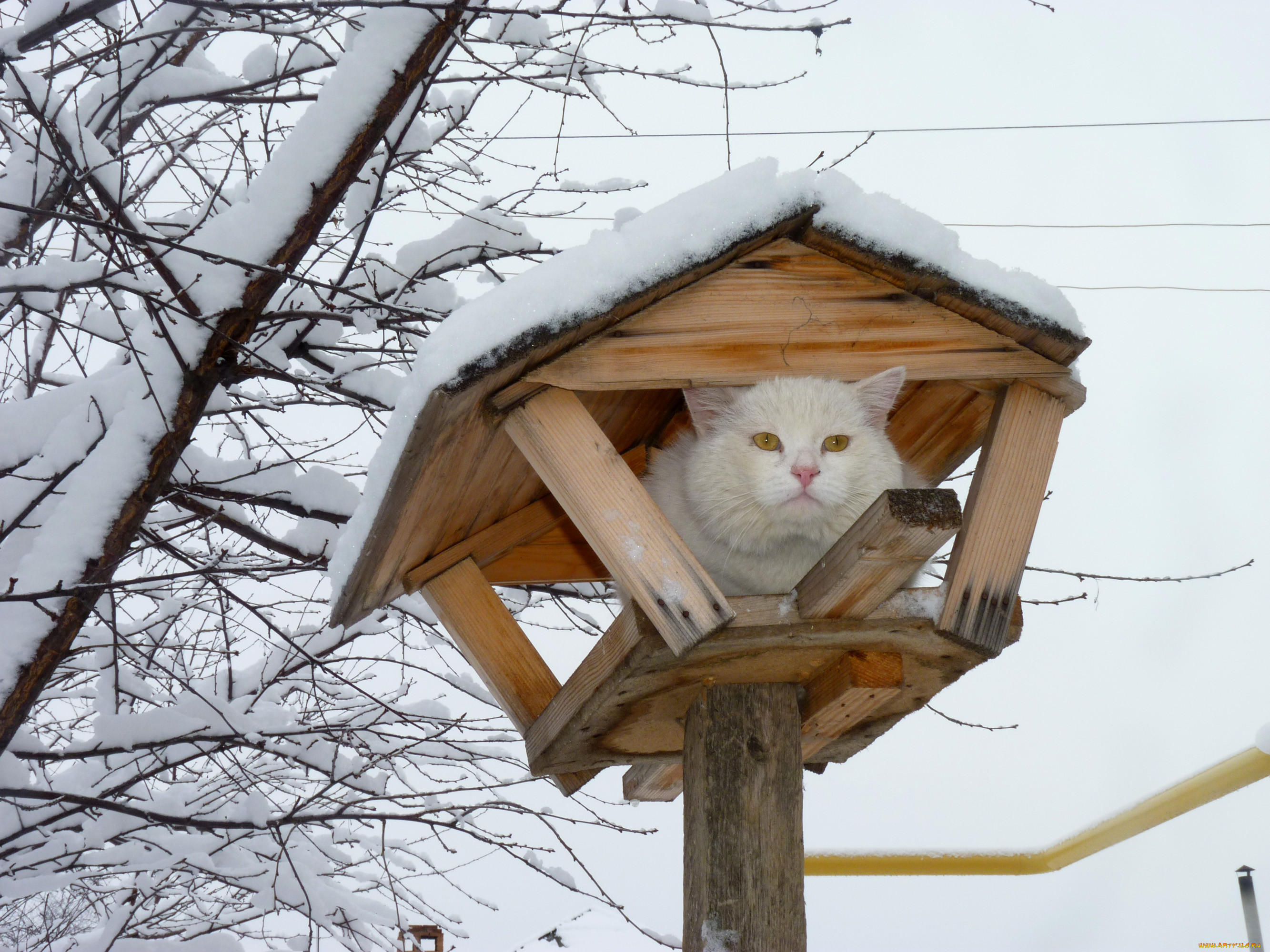 Коты прилетели картинки смешные